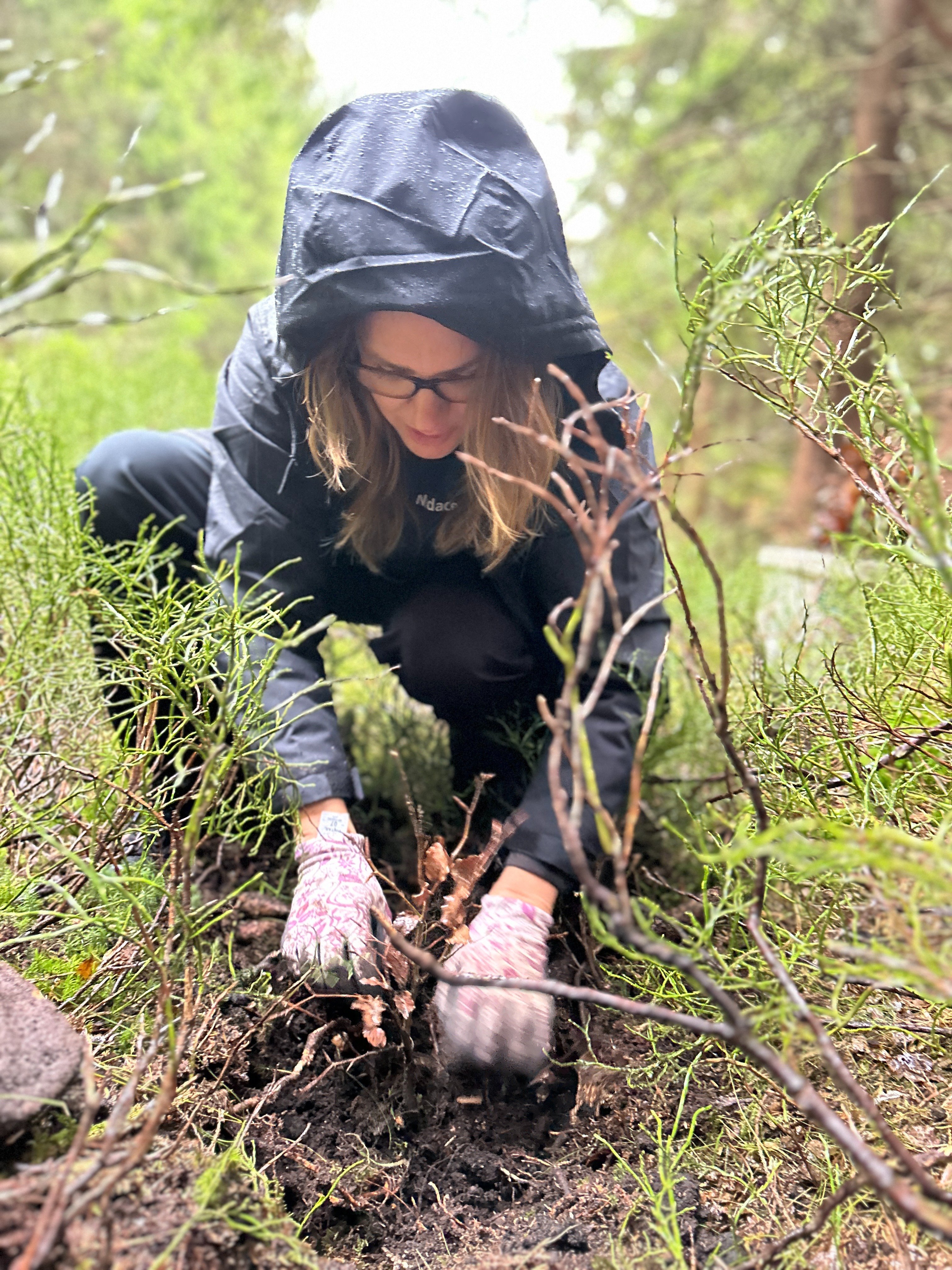 Sázej stromy - Obrázek